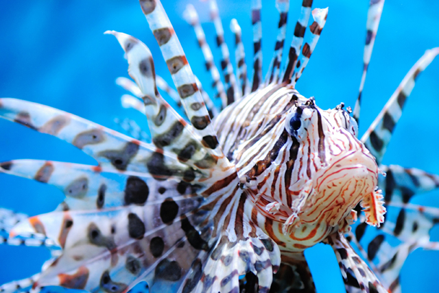 Eating Lionfish St Kitts