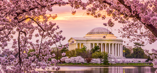 Travel Guide: Washington D.C. hero image