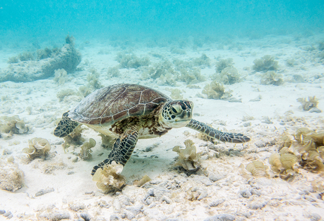 Curacao Scuba Sites