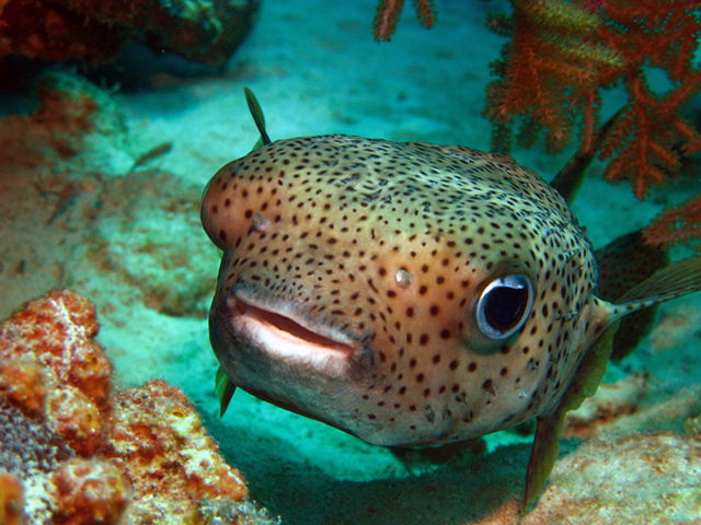 Turks and Caicos Best Scuba