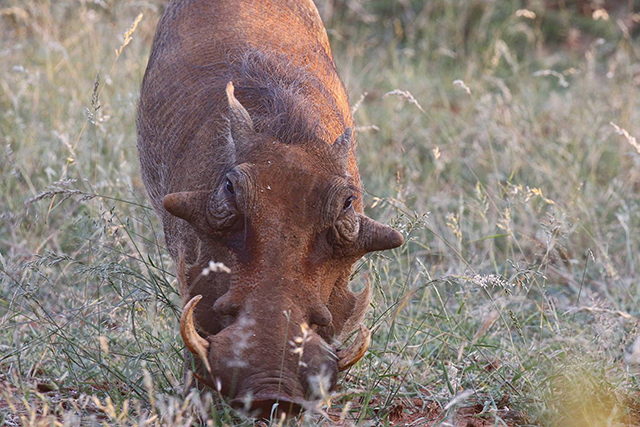 What to Expect South African Safari