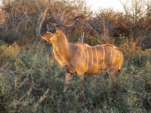 South Africa Big 5